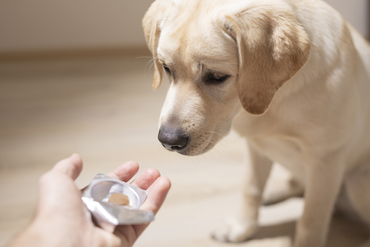 Choosing Your Pet’s Pharmacy Carefully