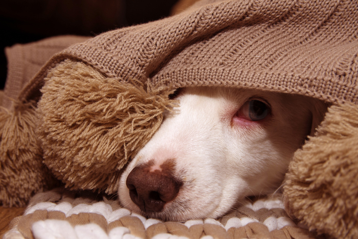 What Your Pet Wishes You Knew About Their Stress