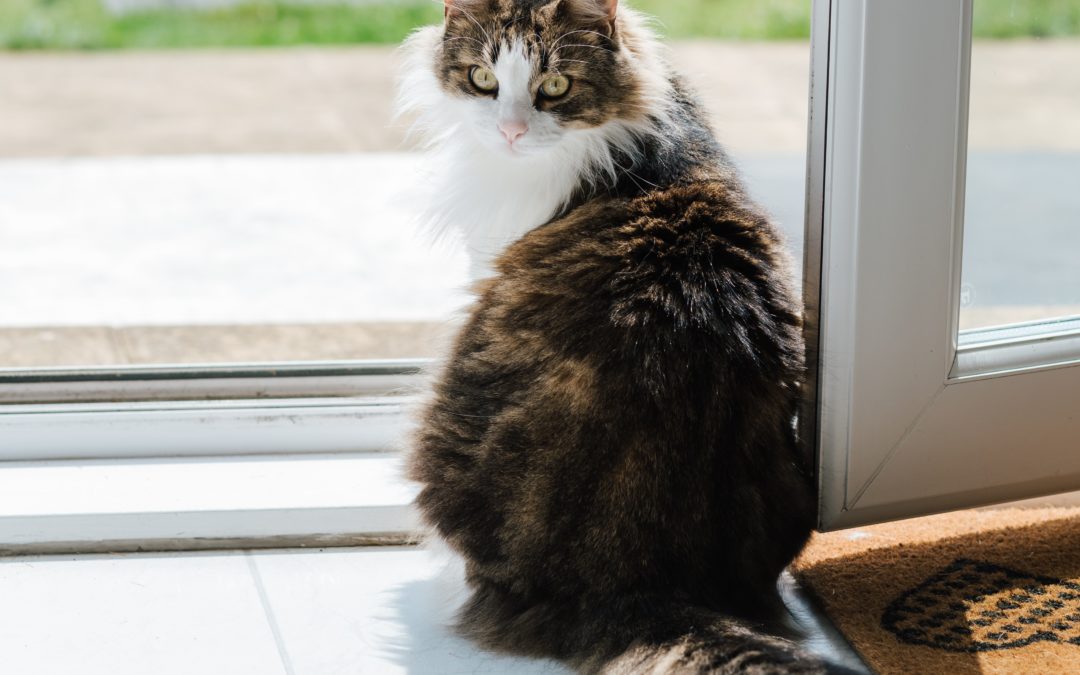 3 Lifesaving Reasons to Protect Your Pets from Summer Pests
