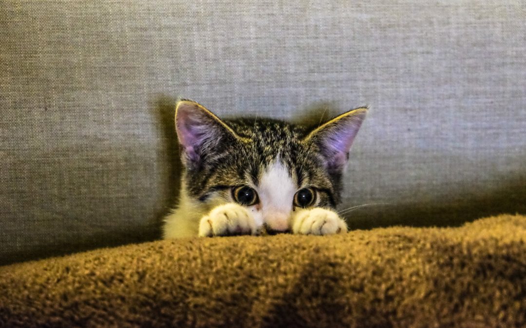 Celebrate Your Pet’s Freedom from Fireworks Fear