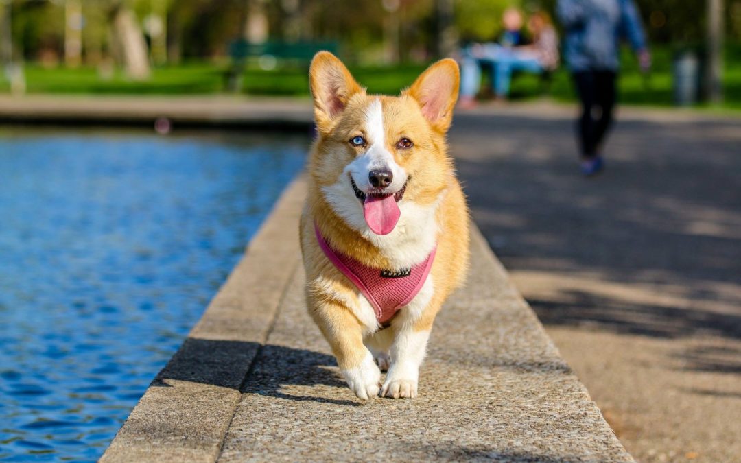 Our Top 5 Tips for Your Pet’s Summer Safety