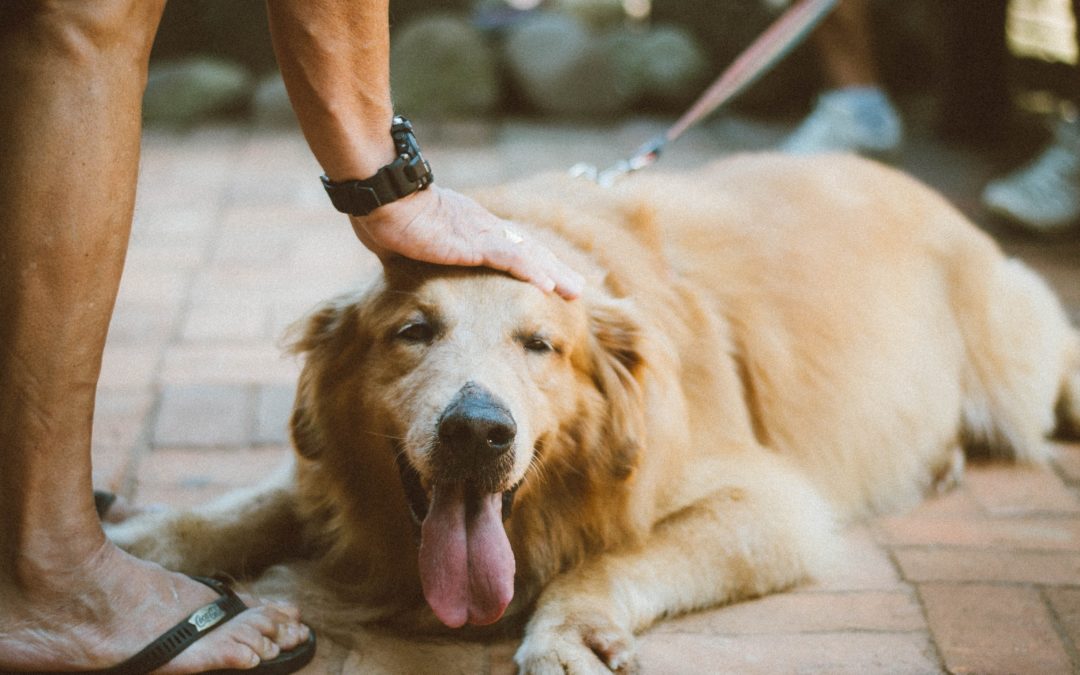 The Dog Days of Summer Are Here. Keep Your Pet Safe