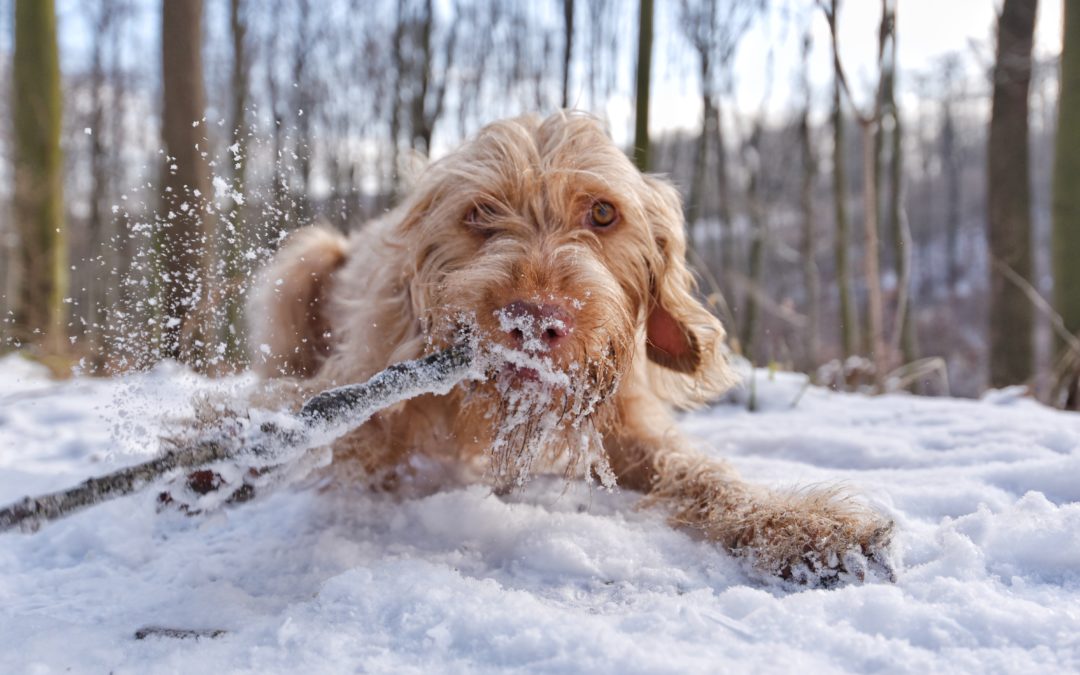 Cold Weather Safety