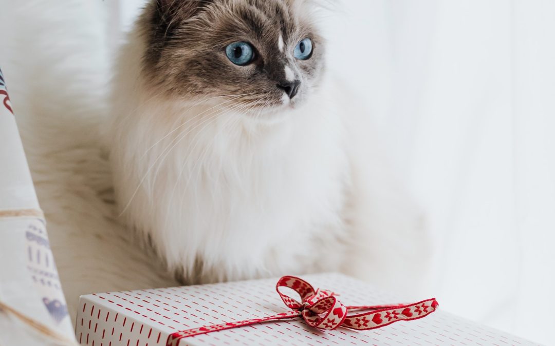 tips-for-taking-the-best-holiday-photos-with-your-pet-south-hyland