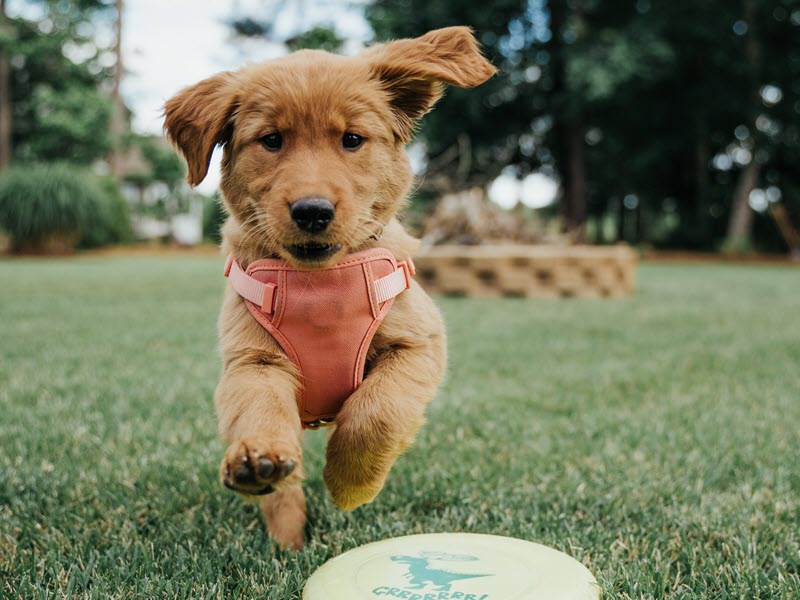 Healthy New Year for Your Pet
