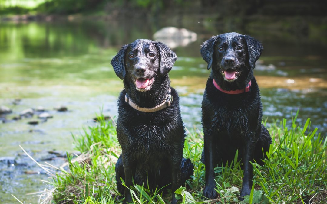 Prevention of Lyme Disease Month