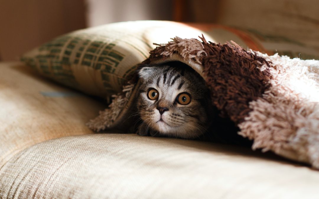 Firework Safety – Keeping Your Pet Safe and Addressing Firework Fears