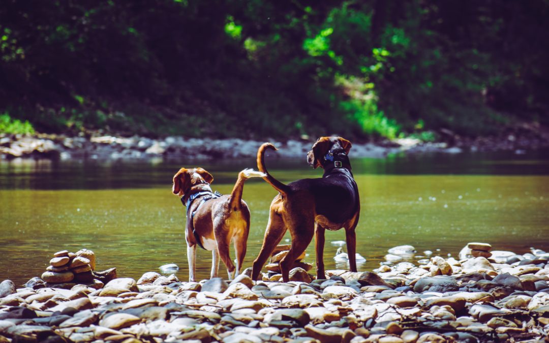 Leptospirosis – What You Need to Know