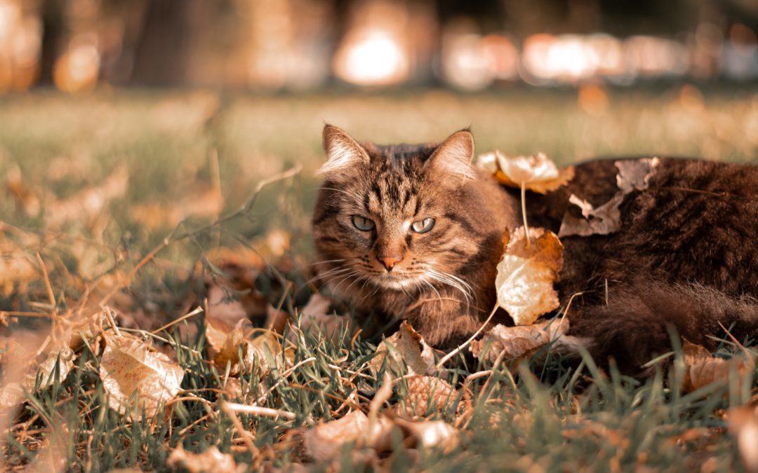 Keeping Your Pets Pest-Free this Fall