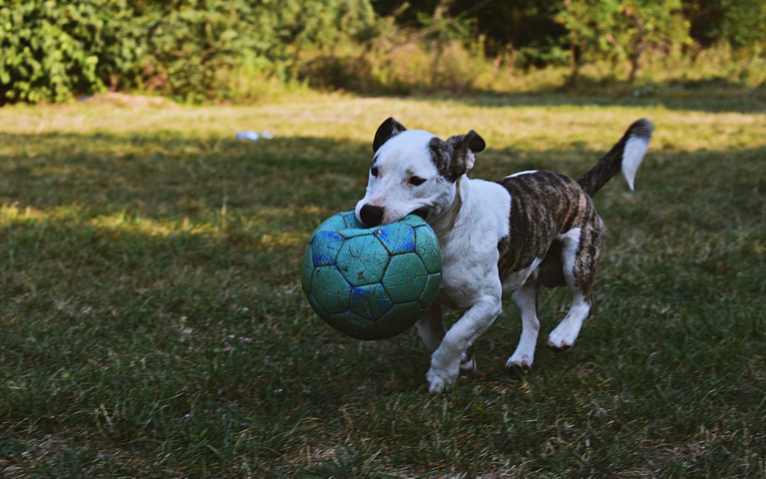 Providing Mental Enrichment For Your Pet