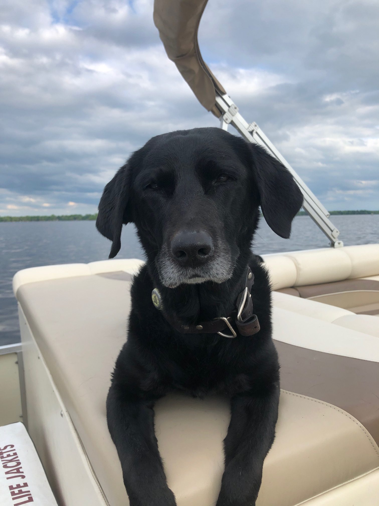 Stella