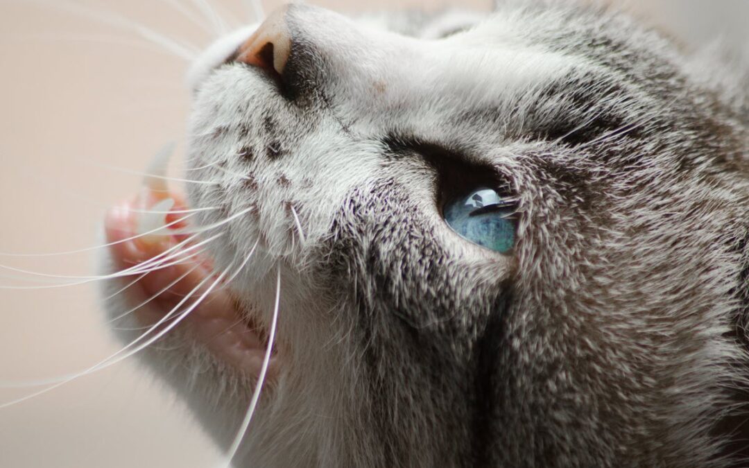 Taking Care of Your Pet’s Teeth Year Round