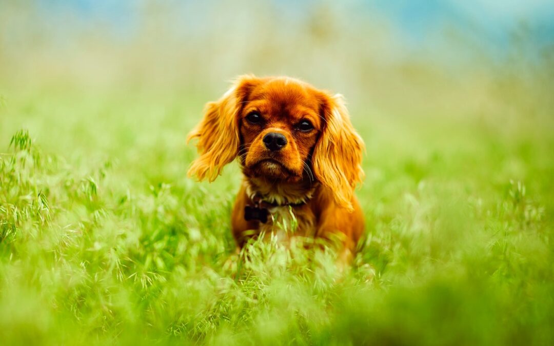 Prevention of Lyme Disease Month