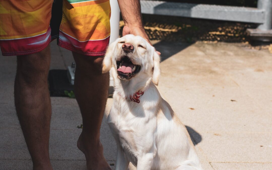 Summertime Safety for Pets