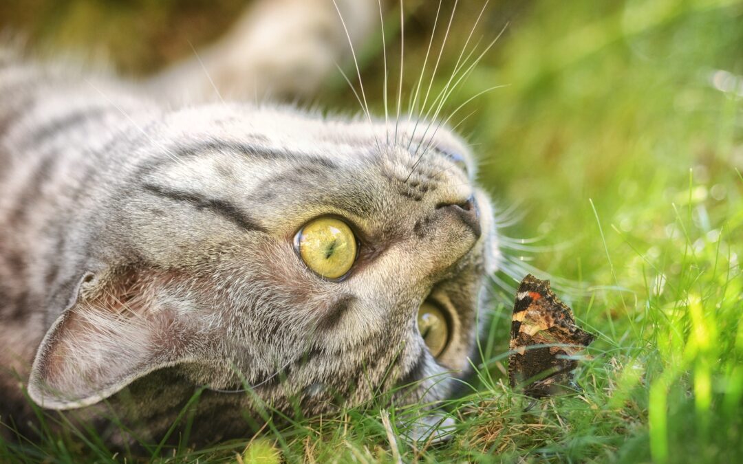 Fleas, Ticks and Heartworm in Pets
