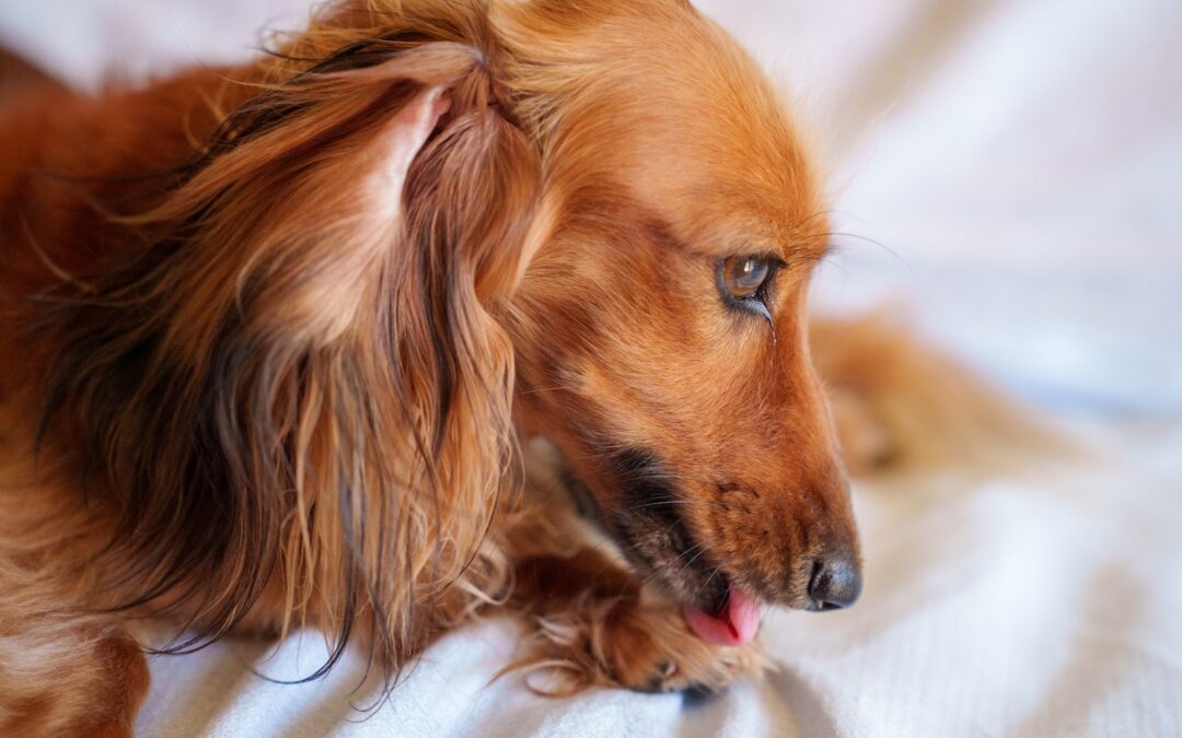Canine Hot Spots