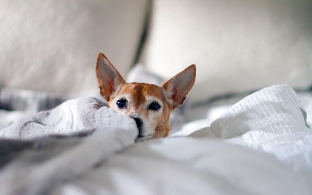 selective focus photo of adult brown dog