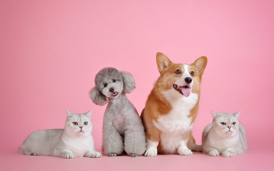 National Pet Insurance Month