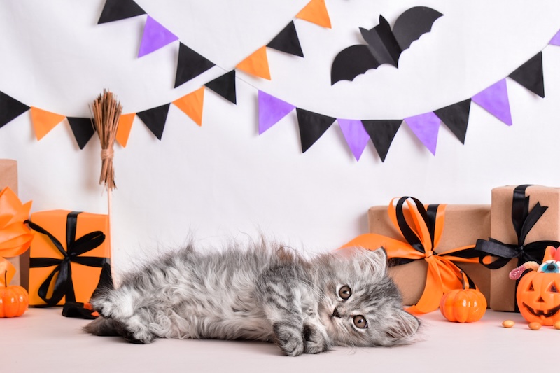 cat at halloween