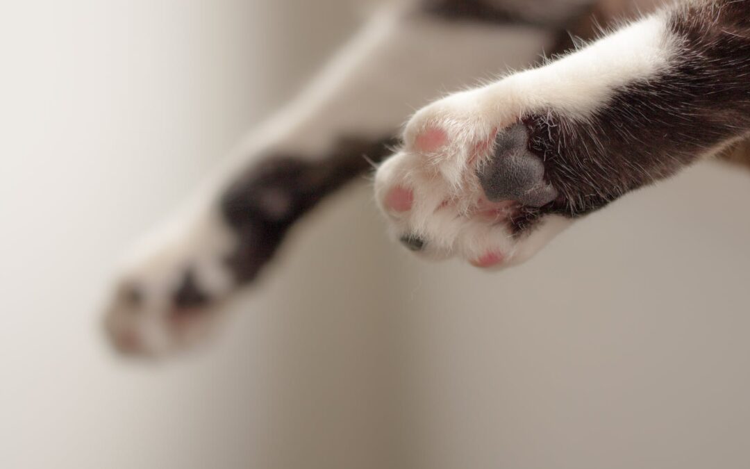 Pet Loss And Grieving