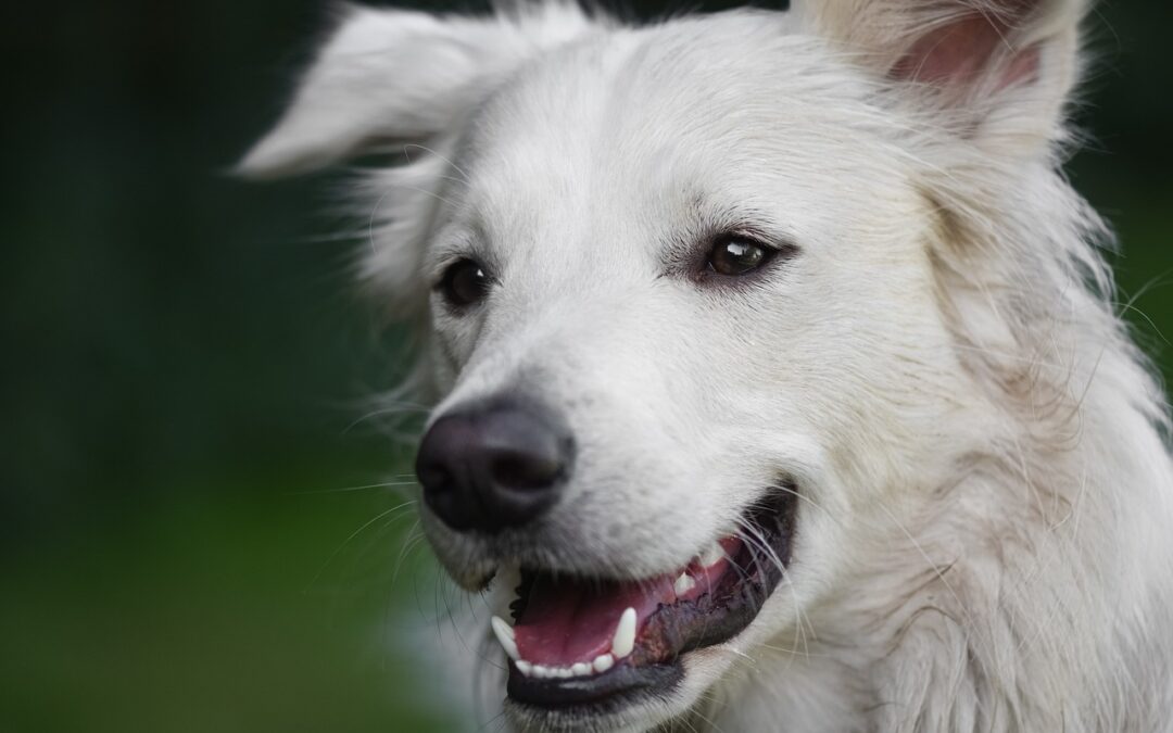 Pet Dental Health Month
