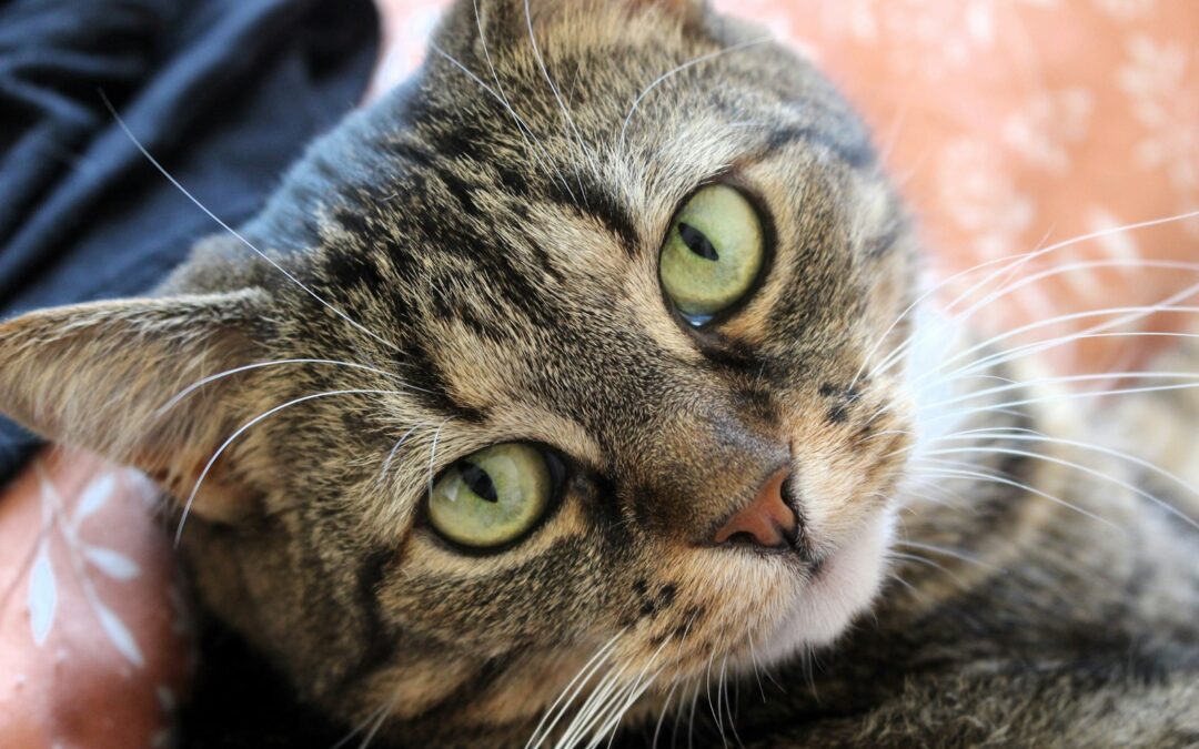 Allergies in Pets
