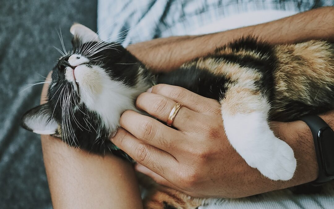 How Wellness Plans Help Pet Owners