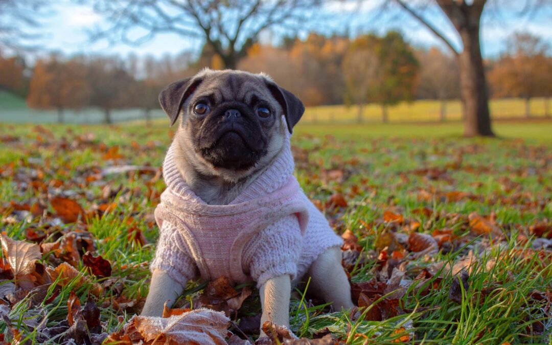 Walk Smarter: Tips for Mentally Stimulating Dog Walks