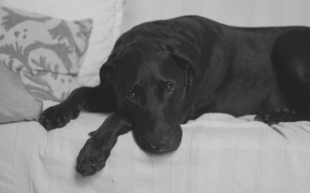 How to Identify Signs of Pain in Your Pet and What You Can Do About It