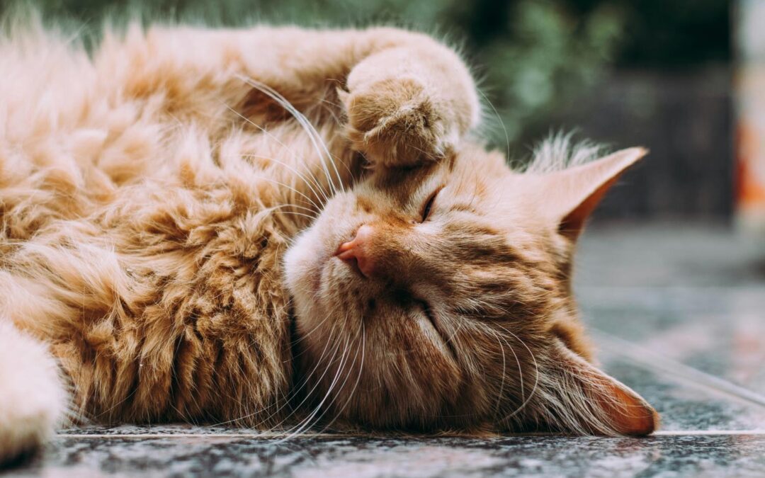 Tips to Keep Your Cat Happy