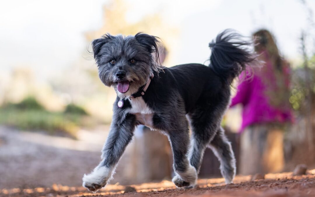 Heart Health Awareness for Pets: Tips for Keeping Your Pet’s Heart Strong