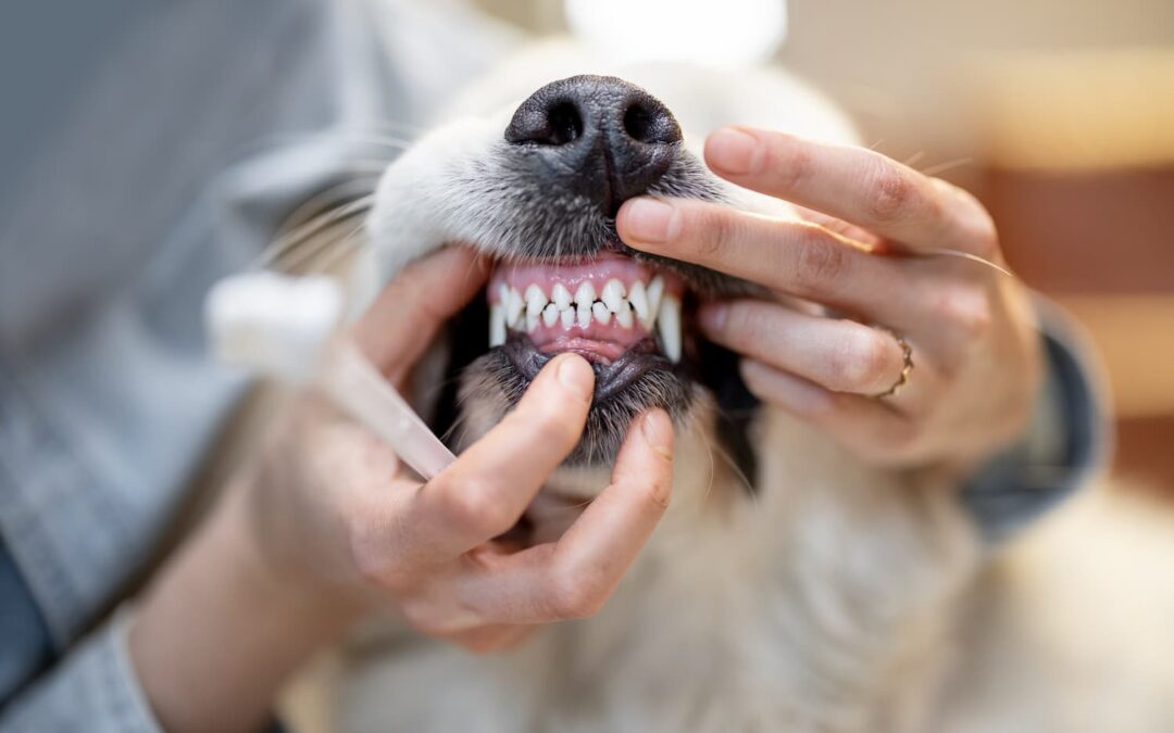 Protect Your Pet’s Smile: A Guide to Dental Health