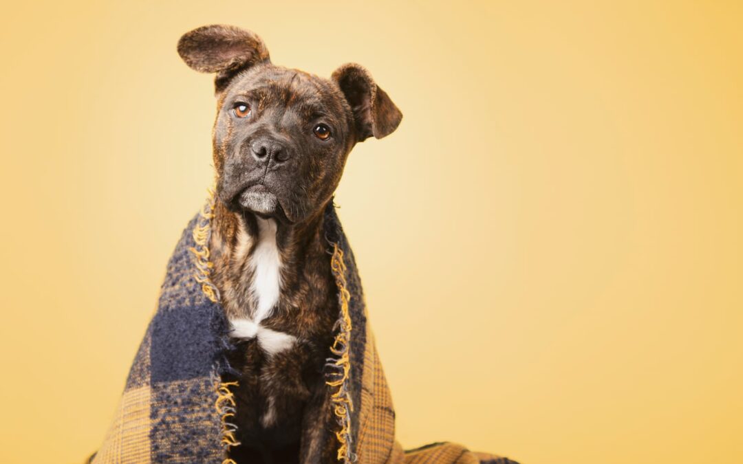 Heartworm Myths Busted: What Bloomington Pet Owners Should Really Know