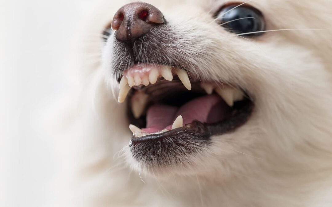 Reading a Dog’s Signals: How to Prevent Bites Before They Happen