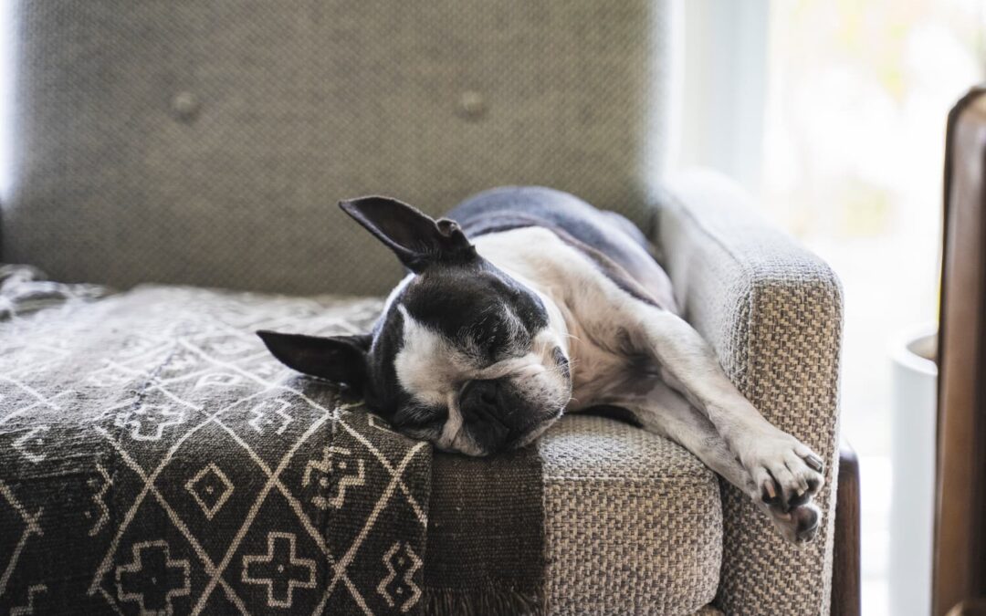 Zoomies & Zzz’s: Why Sleep is a Big Deal for Your Pet