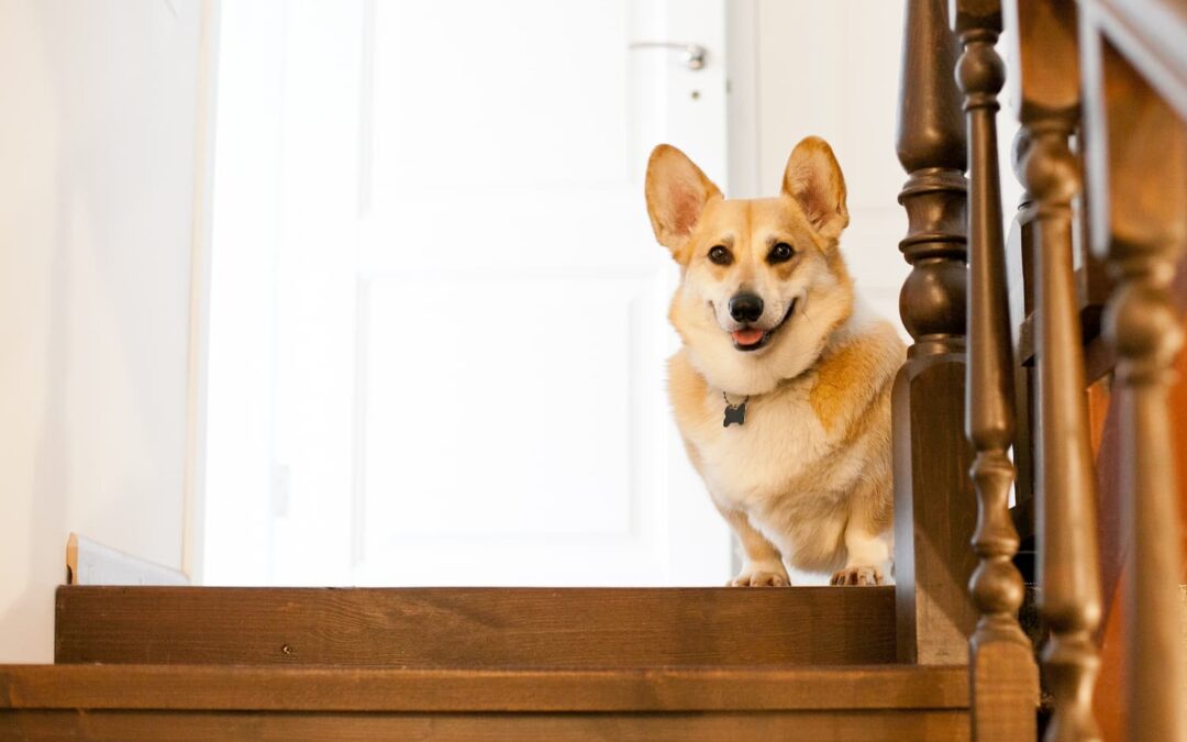 From Woofs to Wellness: Keeping Your Pet’s Joints Jumpin’