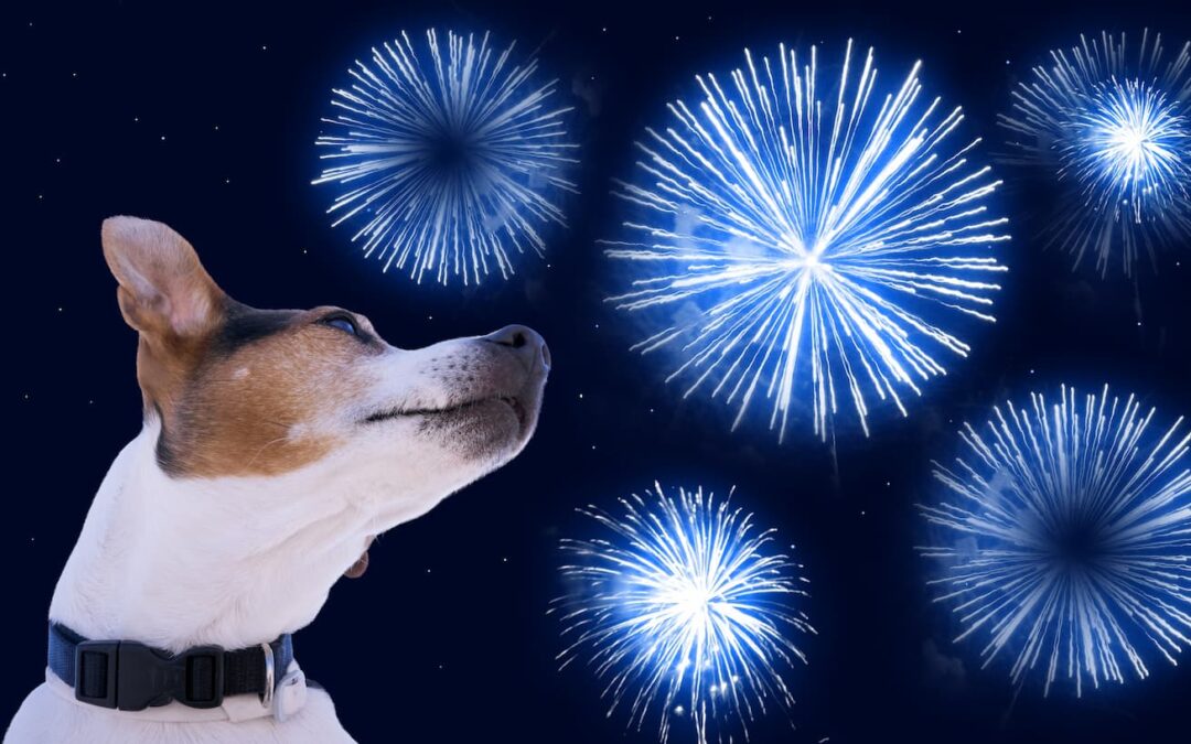 Thunderstorms & Fireworks: How to Calm an Anxious Pet