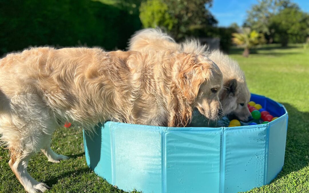 Summer Pet Safety: Tips to Beat the Heat