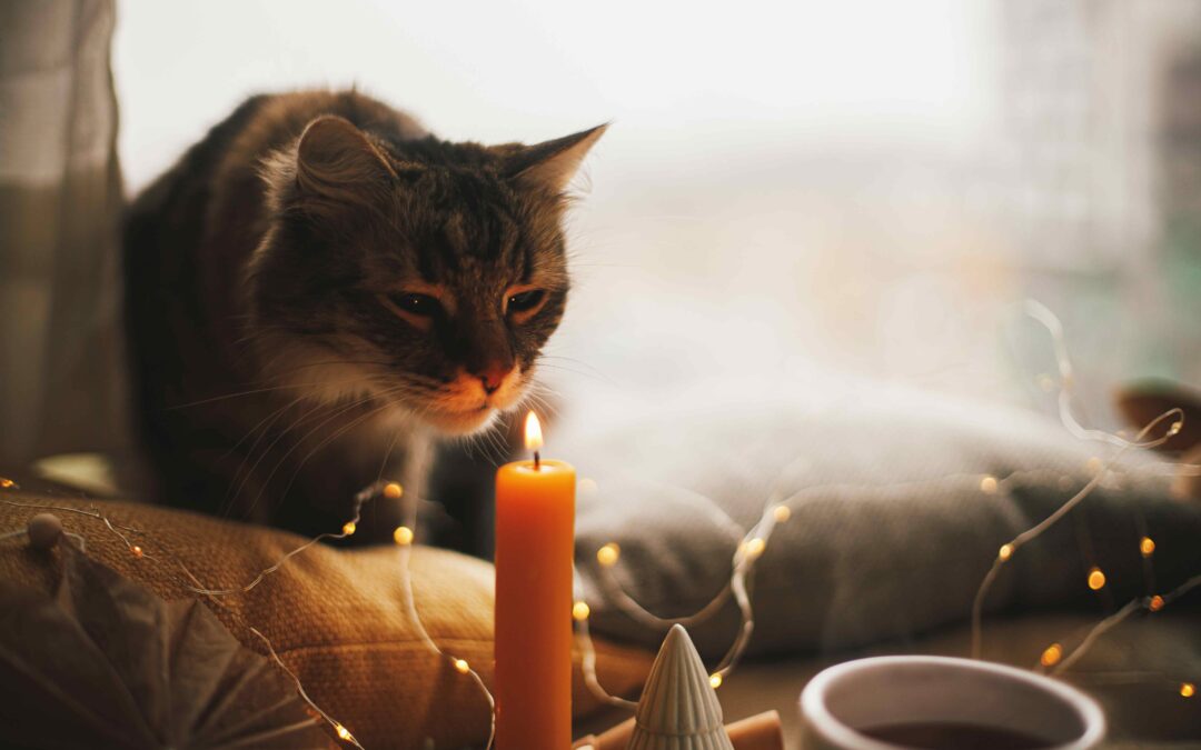 Pet Fire Safety