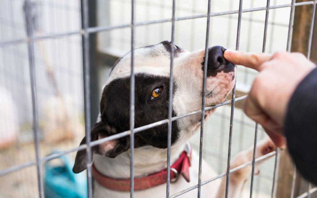 Clear the Shelters: 5 Simple Steps to Make Your New Pet Feel Right at Home