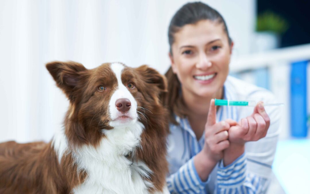 Is Your Pet Up-to-Date? National Immunizations Awareness Month Is the Perfect Reminder!