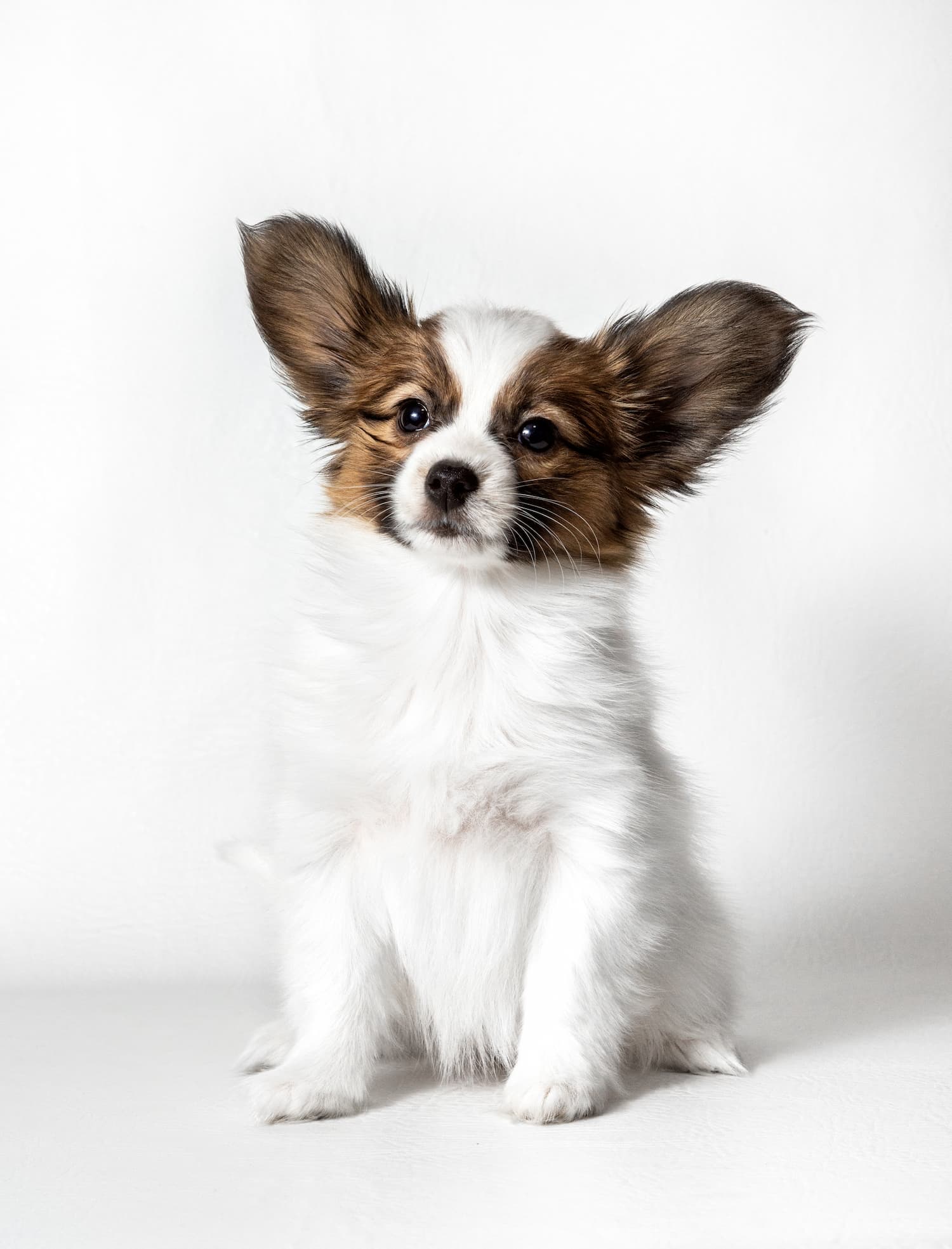 papillon-puppy-sits-and-looks-at-the-camera-on-a-w-2025-01-10-05-22-32-utc (1)