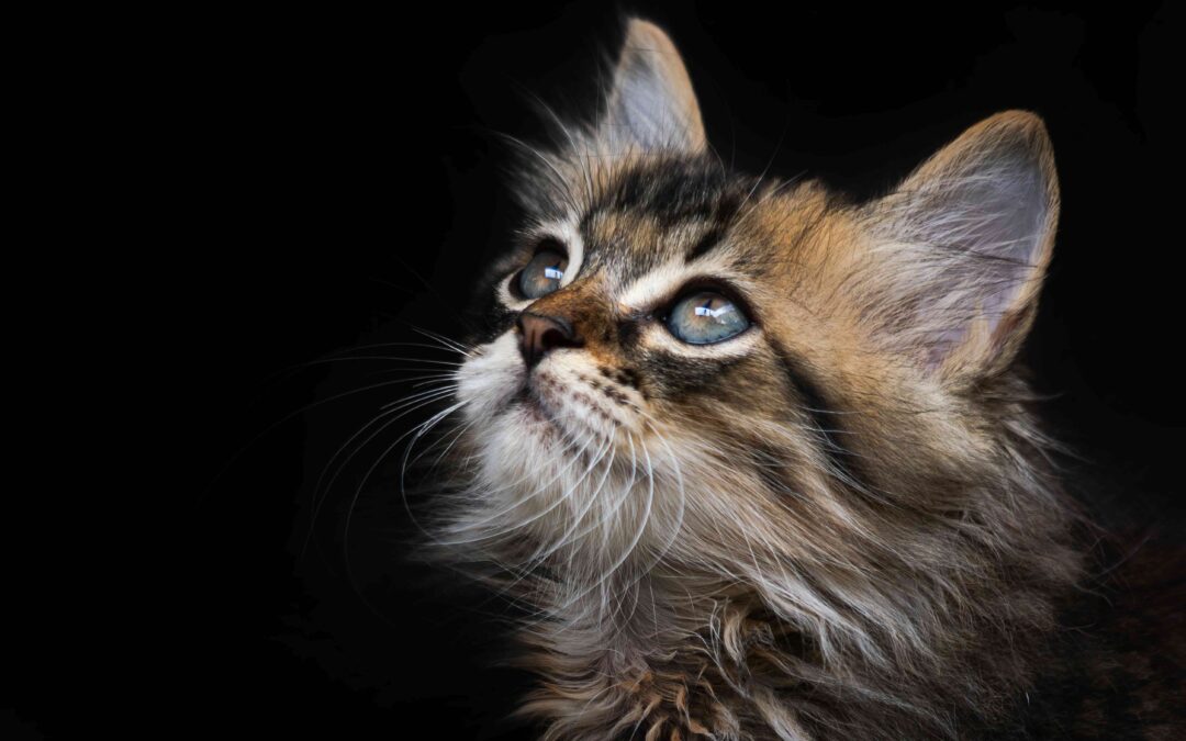 Cats in the Spotlight: Tips, Tricks, and Treats for National Cat Day