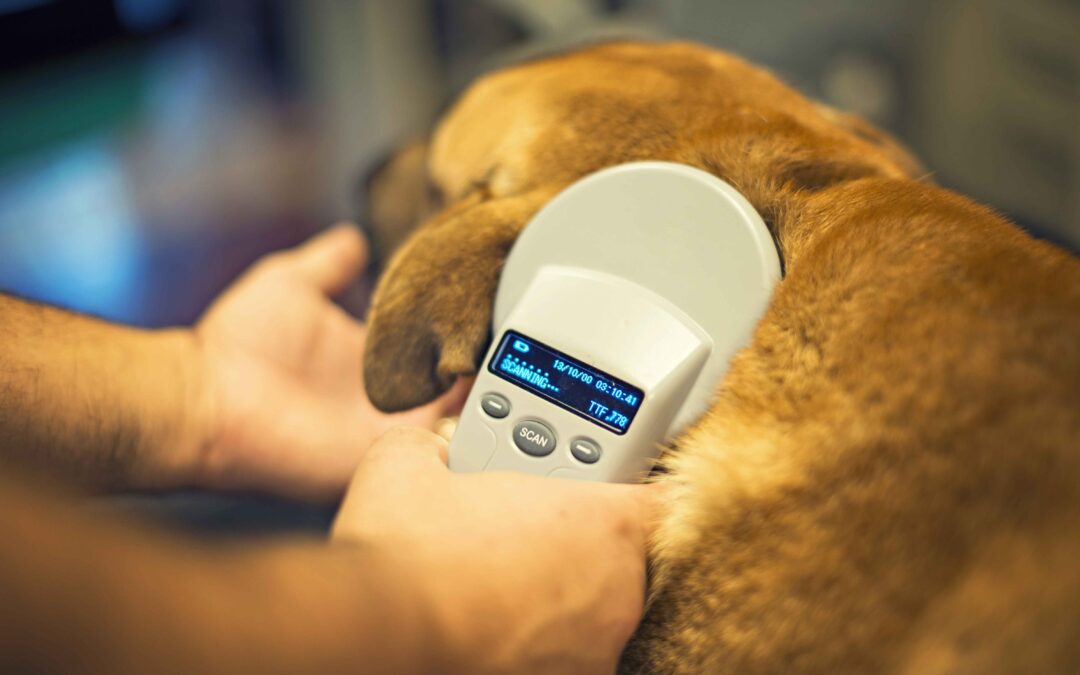 How Microchipping Protects Pets and Brings Peace of Mind
