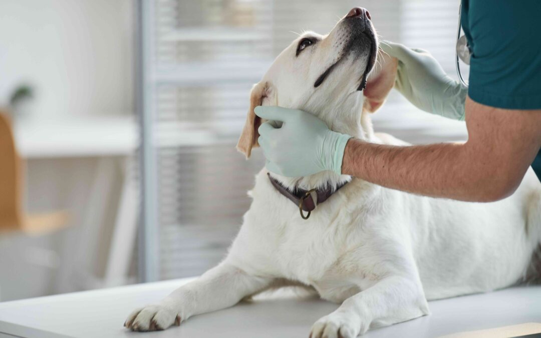 7 Ways Veterinarians Help Pets Live Longer, Happier Lives