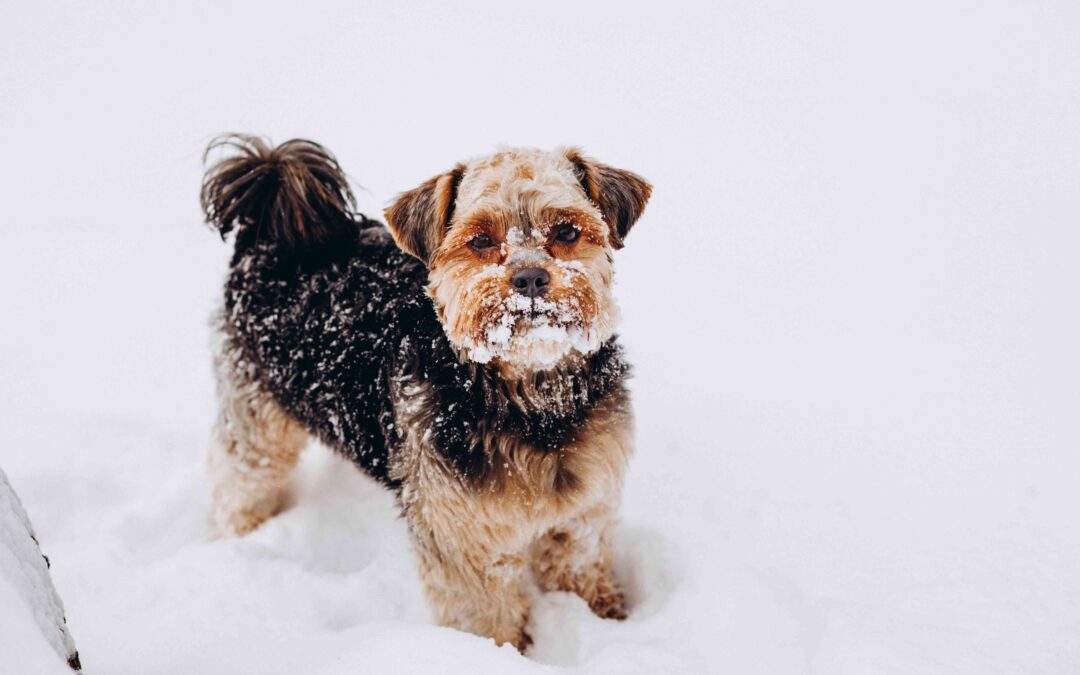 Bundle Up, Pup: A Veterinarian’s Guide to Cold Weather Safety for Pets