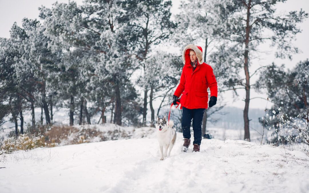 Walk Your Pet Month: Winter Walk Safety for Paws, Joints, and Visibility