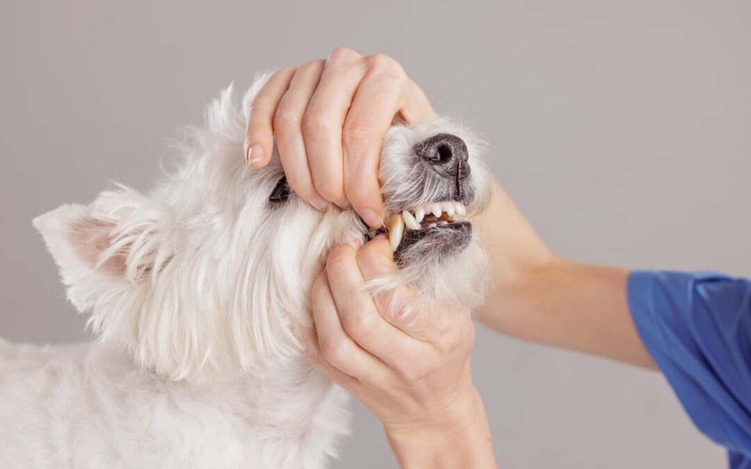 Tooth Trouble? Signs Your Pet Needs a Dental Checkup