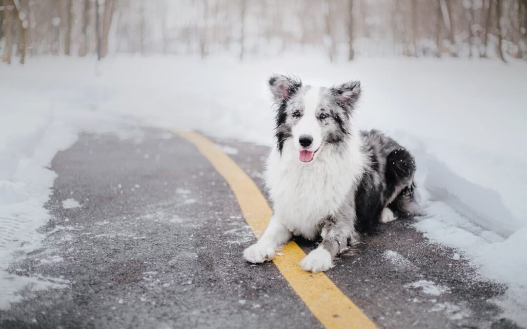 Why Ice Melt Can Hurt Your Pet’s Paws and Safer Alternatives