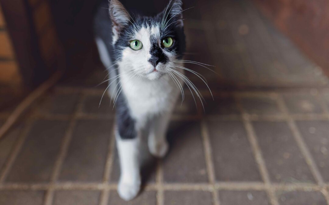 Deworming Myths vs. Facts for Dogs and Cats